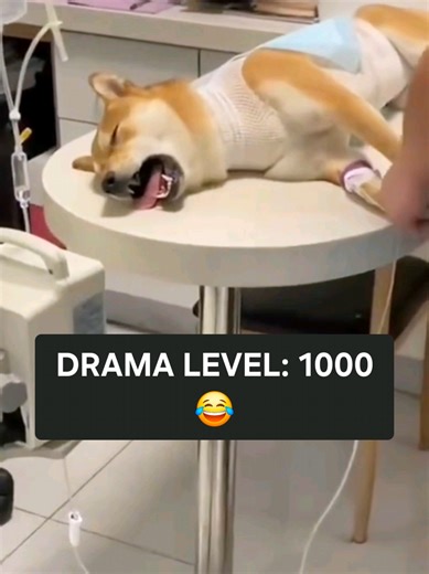 Dogs at the Vet: Hilarious and Dramatic Reactions