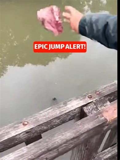 😱 Feeding Gators Went Very Wrong Alligator bridge feeding goes completely wrong in this Catch of the Day Short. Two people throw meat down from a bridge to hungry gators below, but one huge alligator suddenly launches out of the water and nearly ends up on the bridge. If you love wild alligator videos, crazy animal encounters, bridge gator chaos, and unbelievable fishing-style Shorts, this one is for you. Massive gator jump, dangerous alligator moment, bridge feeding fail, reptile chaos, wildli