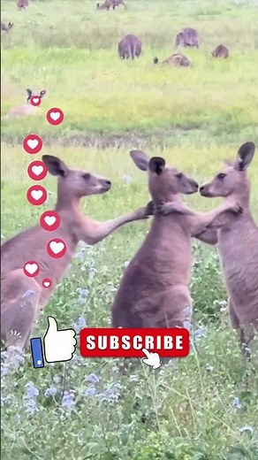 Funny Kangaroo Playtime in the Wild