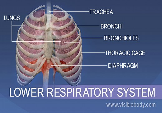 Lower Respiratory System | Respiratory Anatomy