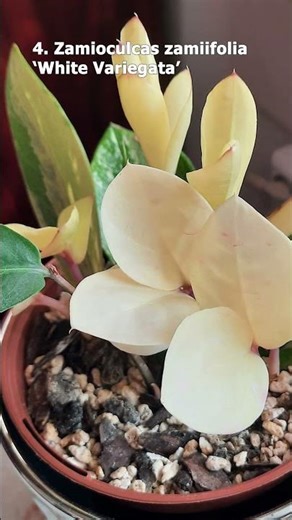 5 Beautiful Variegated ZZ Plant Varieties