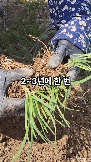 이렇게만 심으면 부추 무한 수확 #부추심기 #텃밭농사 #부추모종 #옮겨심기 #주말농장 #부추재배 #부추꿀팁 #부추잘키우는법 #부추키우기