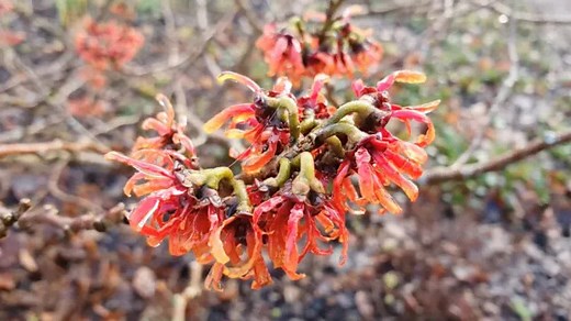How to Plant and Grow Witch Hazel
