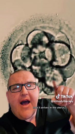 The First 6 Days of Pregnancy! A time lapse from fertilization to implantation. #womenshealth #pregnancy #embryo #zygote #blastocyst