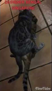 Bengal Cats mating in missionary position.