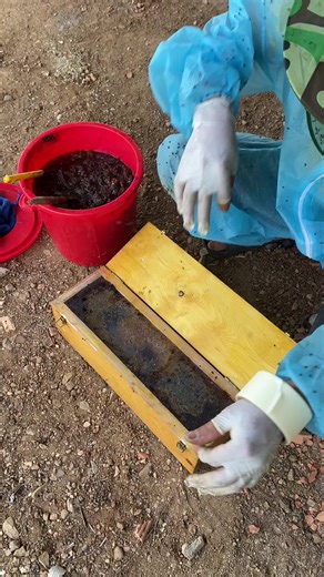 Cách Nuôi Ong Dú Siêu Mật và Lấy Mật Hiệu Quả