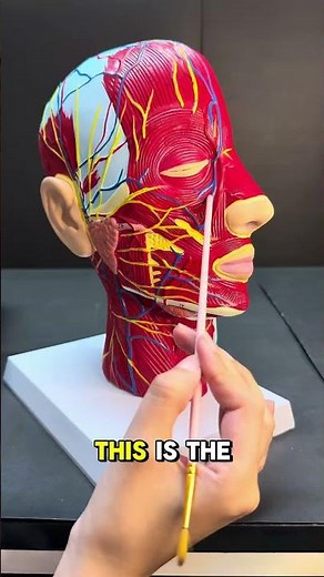 Arteries & Veins of Head and Neck | Quick OSPE Anatomy Revision 💉🧠🔥