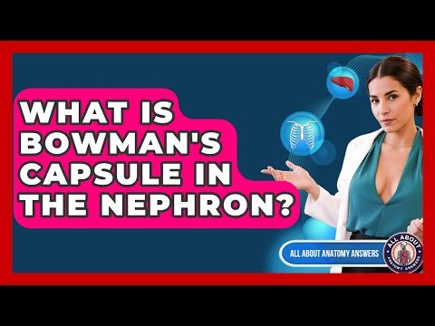 What Is Bowman's Capsule In The Nephron? - All About Anatomy Answers