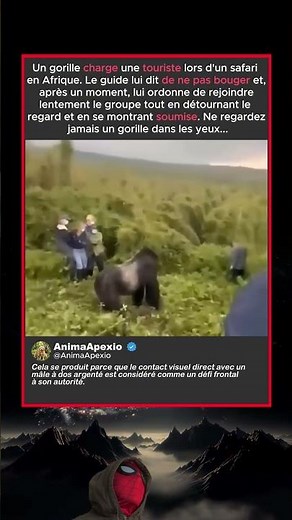 Pourquoi paraître petit est votre meilleure défense contre un gorille