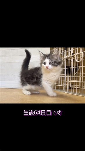 そこまで毛色変わるの？💧#ノルウェージャンフォレストキャット #norwegianforestcat