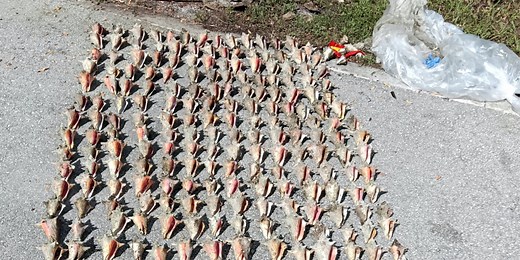 Nearly 300 queen conchs found after illegal harvest in Florida Keys