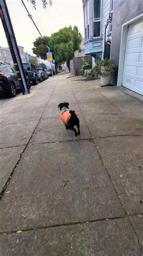 walking two well-trained pugs