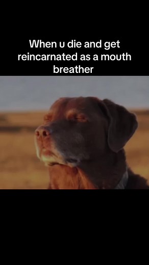 Understanding the Cooked Dog Meme Phenomenon