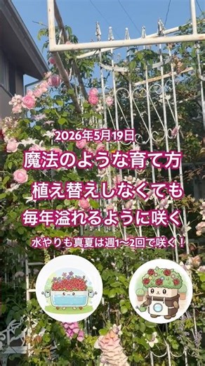 🌹底面給水プランターバラ栽培🌹 #エンジョイローズガーデンちっちゃい #エンジョイローズガーデンちっちゃい #底面給水プランター #バラ #ガーデニング #クレマチス
