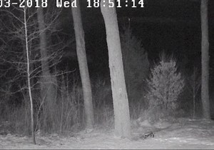 Have you ever seen a flying squirrel? Both southern flying squirrels and northern flying squirrels can be found in Pennsylvania. However, the northern flying squirrel is classified as state endangered and sightings are rare. Flying squirrels have a loose flap of skin between their fore and hind legs which allow them to glide through the air. They use their broad flat tails to guide their direction. Their "flights" are not often witnessed by humans since they are nocturnal. Lackawanna County Depu