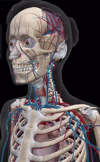 Giải phẫu động mạch và tĩnh mạch cảnh chi tiết