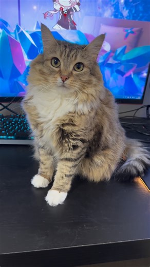 Luna is car on Instagram: "It’s not easy to take pictures of Luna with Christmas decorations. Thanks to @vivavideoapp , I don’t have to worry about it anymore! #vivavideo #catsofinstagram"