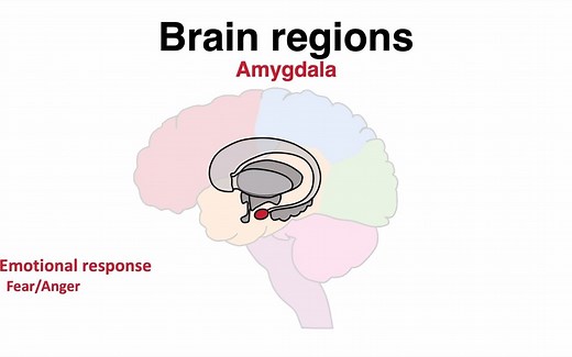 生物医学教程 | 大脑解剖区域图谱 | 脑区功能(解剖) Functions of Brain regions (anatomy)