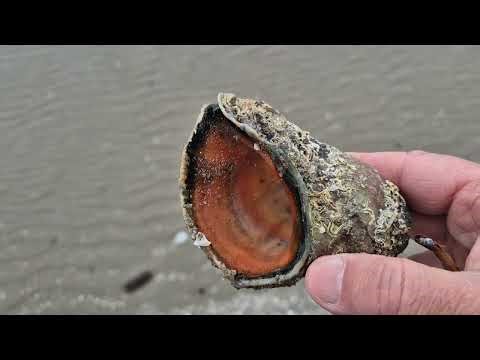 ​Raccolta Vongole: Un'Avventura Ecologica! Clam Harvesting An Ecological Adventure! 捕捞 蛤蜊 一次 生态 冒险!