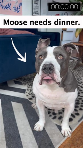 Dealing with a picky eater? Stella & Chewy’s is made with real meat and natural ingredients, offering a tasty meal your dog can’t resist. Even the fussiest pups clean their bowls! 🥩 Real meat for irresistible flavor 🌿 Natural, high-quality ingredients for trusted nutrition 🚫 No fillers or artificial additives 🐾 Perfect for picky eaters 🍽️ Clean bowls, happy dogs | Stella & Chewy's