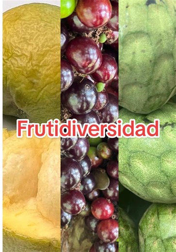 Llega 🍉FRUTIDIVERSIDAD VOLUMEN 2🍉 Colombia cuenta con más de 400 especies de frutas nativas comestibles. El consumo de estas frutas es un acto de resistencia cultural y conservación de nuestra biodiversidad 🇨🇴💪 📌DOMINGO 15 DE MARZO 📍 Mercado Slow Food Bogotá Cll 70 # 8 - 25 Casa Lolita 🕑 Hora: 10:30 am a 12:3O pm Encontrarás mercado temático 🧺👨🏽‍🌾 pero también: 🍮 Bocados temáticos con cocineros invitados 🫐 Cata de frutas asombrosas 💬 Conversatorio de biodiversidad y ciencia ✅ Sepa