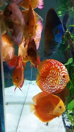 Discus in aquarium