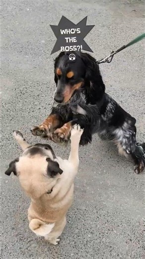 Pug vs Spaniel: Who's The Real Boss? 😤👑