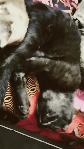 Meri piyari bili or cute se bachy 🥰#cat