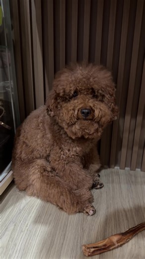Pasang Mukaaa sedih😌 #snoopy #toypoodle #poodle #poodlesoftiktok #indonesia