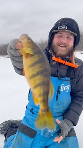 Bill Lindner and Hays Baldwin got into some nice perch on their first time on the ice this winter. The Clam Outdoors Jointed Pinhead minnow tipped with euros was the ticket for these dark water jumbos. Ice conditions should only get better with every day across the north country. #clamoutdoors #icefishing #yellowperch #perch #hardwater | AnglingBuzz