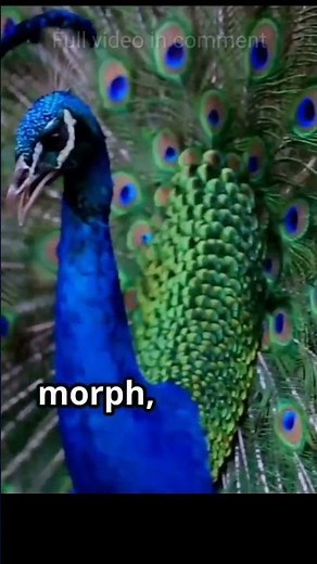 what is the colour of peacock #shortsfeed #peacock #animalshorts #shorts