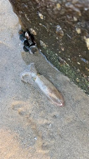 Saving squid life safely🥹#viral