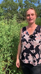 How to Identify and Control Leaf-Footed Bugs in Your Garden with LSU AgCenter horticulturist Anna Timmerman. #Garden #Insects #LSUAgCenter | LSU AgCenter