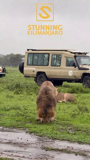 Lioness Fiercely Protects Cubs from Persistent Male Lion