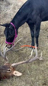 Mule Training Pays Off…