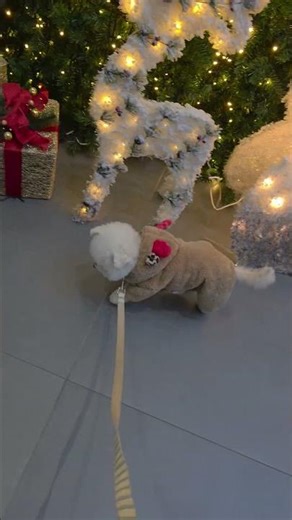 루돌프 옷입고 🎄 #christmas #뭉치 #김뭉치 #미니비숑 #강아지 #댕댕이 #멈머 #강아지일상 #강아지산책