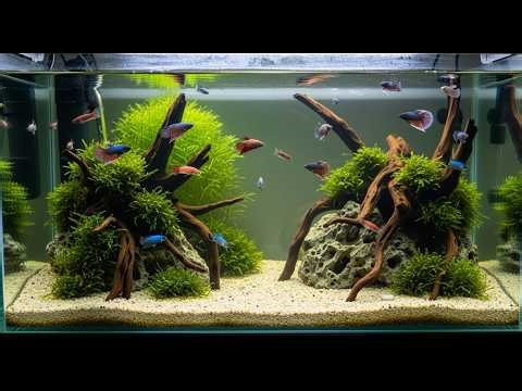 👉 Genetic Wonders of Betta Fish | Fire Galaxy Pattern Origins Explained #BettaFish #GalaxyBetta