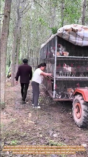 Free-Range Chickens: A Day in the Life of Pastured Poultry