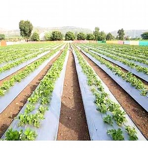 [Hot Item] Mulching Biodegradable Agricultural Black White Silver Plastic Mulch Film