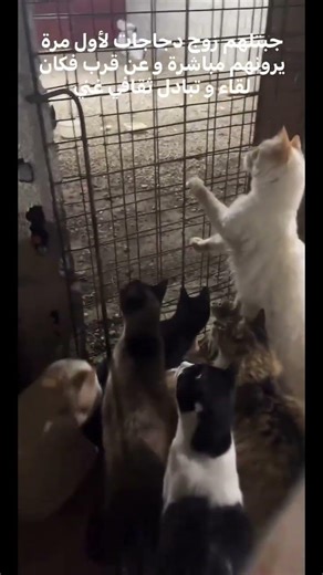 voir des poules pour la première fois !