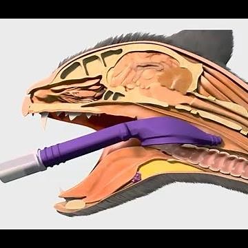 How to Use Cat V-Gel Supraglottic Airway Device Endotracheal Intubation for Cat Veterinary Tools