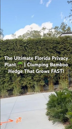 The Ultimate Florida Privacy Plant 🌴 | Clumping Bamboo Hedge That Grows FAST!