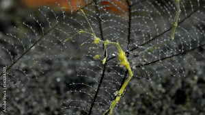 Close-up portrait. A yellow skeleton shrimp sits on a hydroid that grows on the bottom of a tropical sea, holding onto it with its hind limbs. The sea current rocks it from side to side.