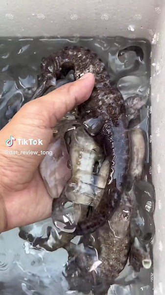 Hàng siêu khủng . #phúquốc #viral #dulichvietnam #yếu_sinh_lí_nam #sinhly #xuhuong #sinhlynam