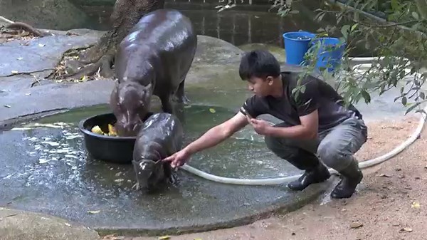 Baby pygmy hippo ‘Moo Deng’ plays with zookeeper