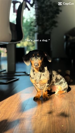 hi i am cooper! 🤎