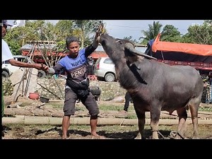 Penyembelihan Kerbau Kurban untuk TerhairNya
