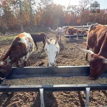 Satisfying Farm Feeding Time!