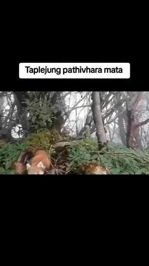 378K views · 10K reactions | ReD panda पाथिभरा मन्दिर परिसरमा भेटिएको रेड पान्डा | Beautiful view of nepal | Facebook