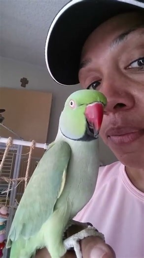 Indian Ringneck Parrot talking